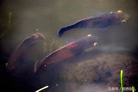 花豬魚|地圖魚飼養標準，附常見混養方案與基本病症治療方法。